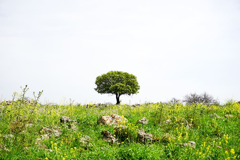 tree, trees, landscape, israel, spring, plant, green color HD wallpaper