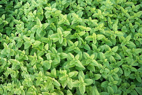 mint, herb, healthy, eat, tee, field, peppermint, herbs, leaves HD wallpaper
