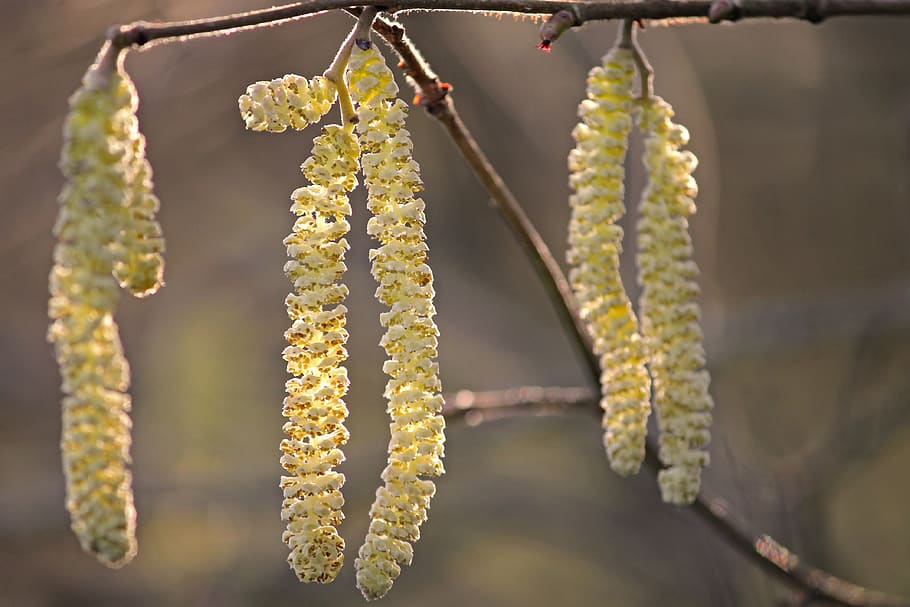 blossom kitten, yellow, hazelnut, common hazelnut, spring, nature HD wallpaper