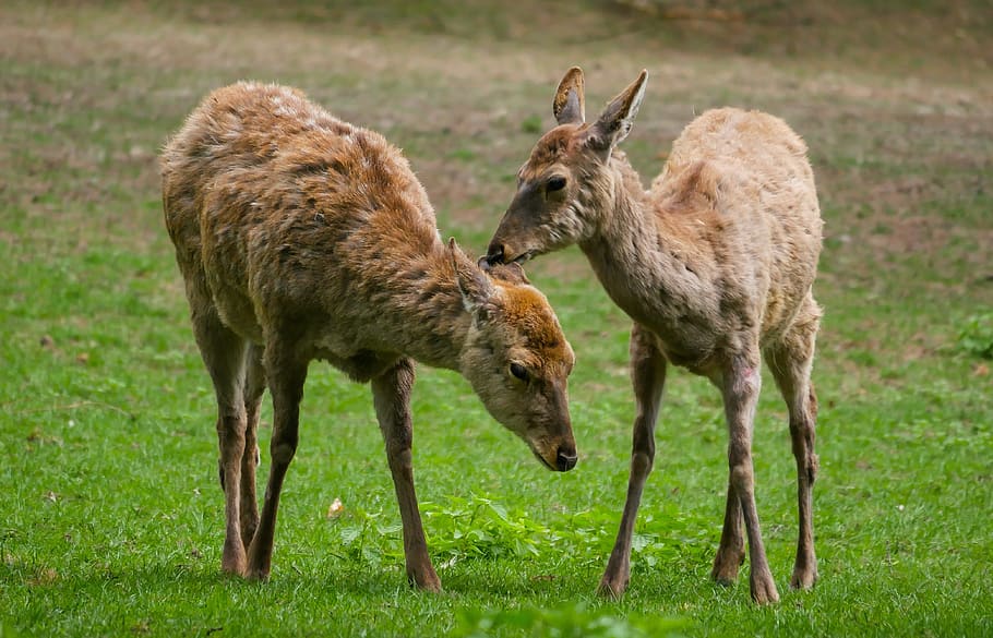 animal, hirsch, fallow deer, dybowski deer, tiergarten nürnberg HD wallpaper