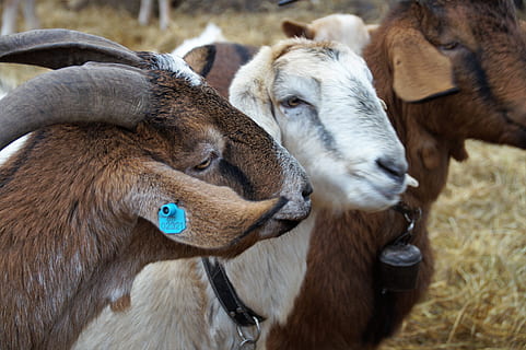 goat, sheep, cameroon, economic, animal, farm, agriculture HD wallpaper
