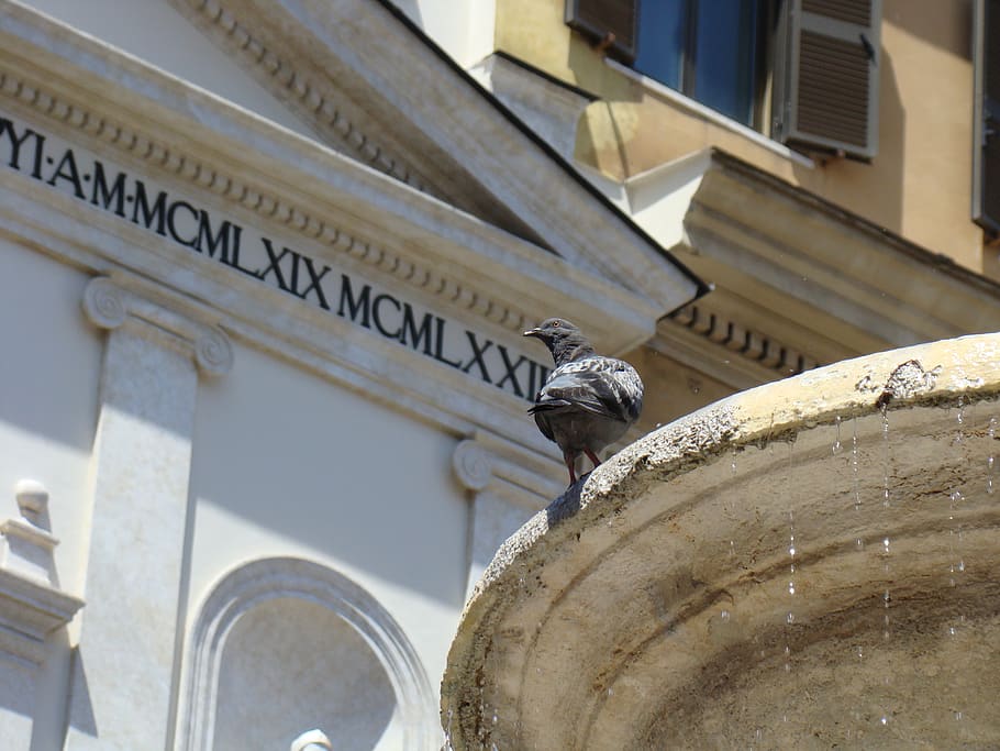 italy, metropolitan city of rome, bird, wildlife, water, water fountain, HD wallpaper