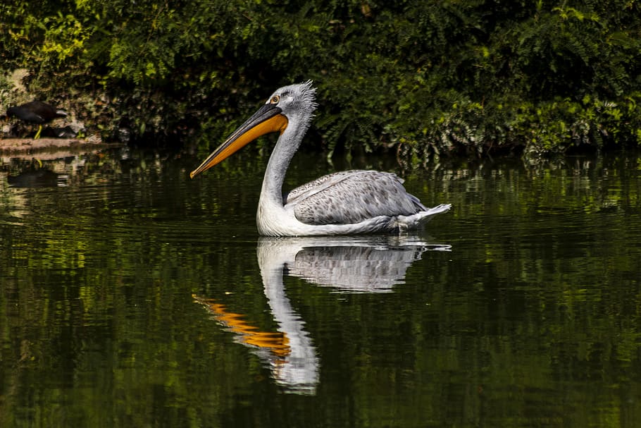 pelican, bird, zoo, reflection, plumage, beak, animal themes HD wallpaper