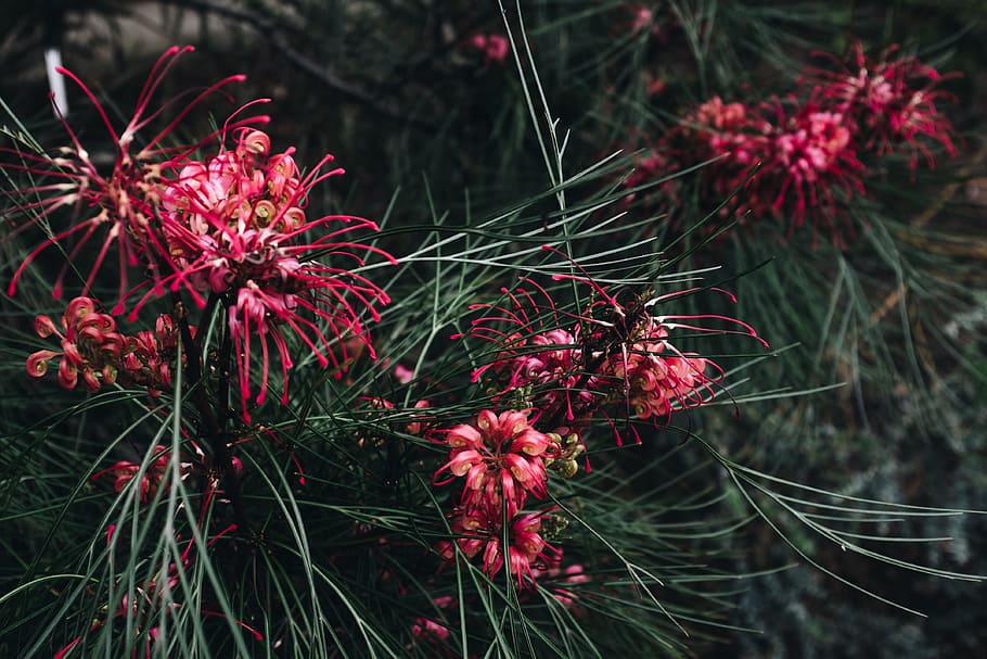 Close-up Photo of Red Flower, beautiful, blooming, botanical HD wallpaper