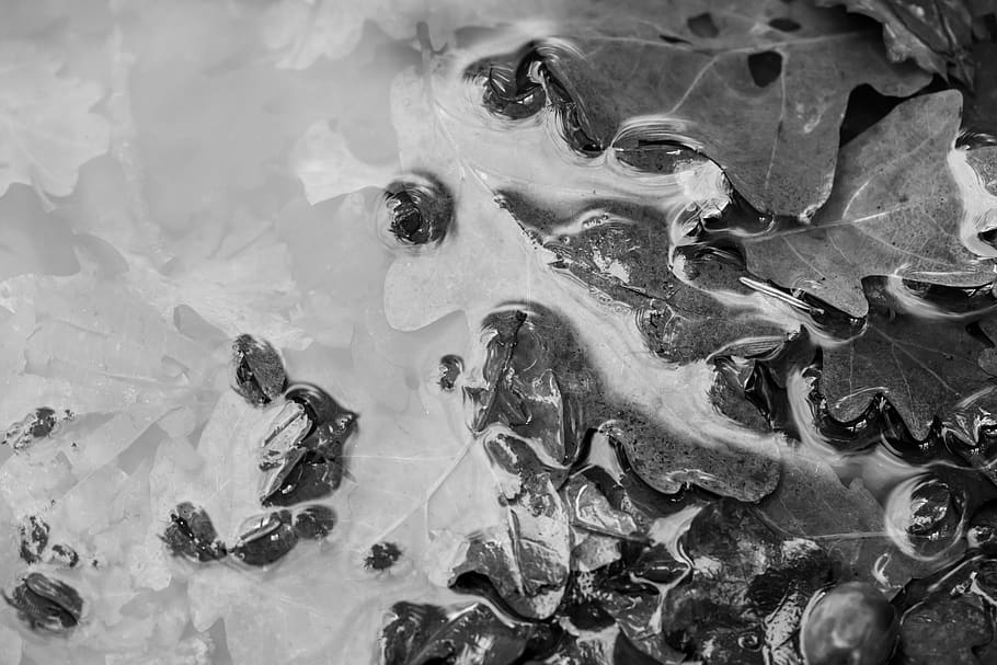 black and gray-colored leaf under water, nature, ice, outdoors HD wallpaper