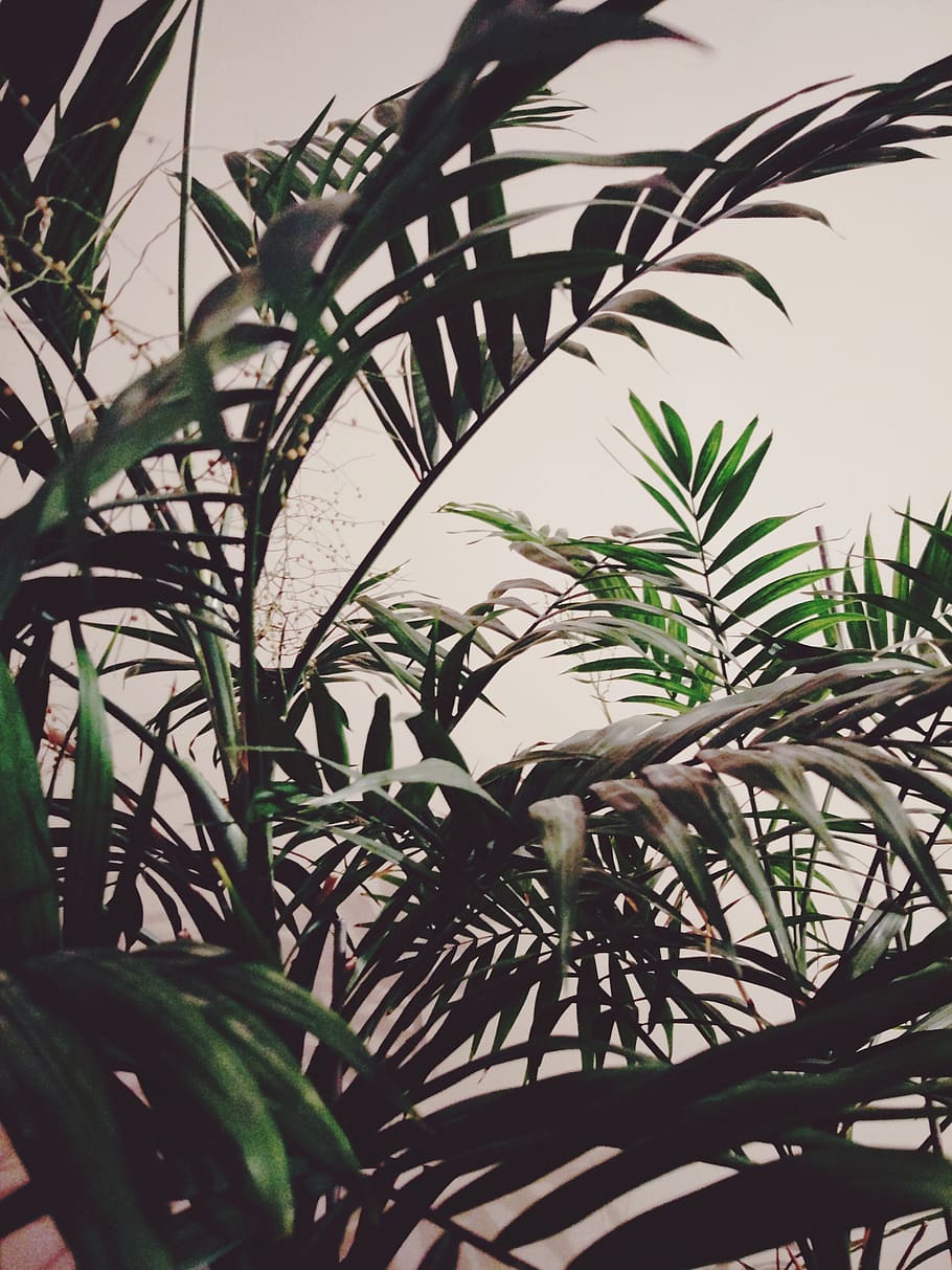 Green Palm Plants, branches, close-up, color, exotic, flora, fresh HD wallpaper