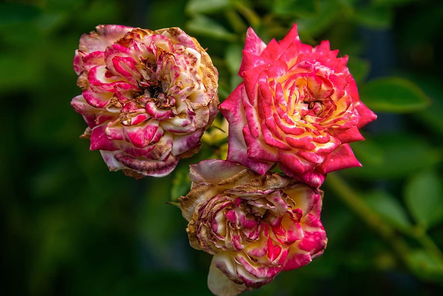 rose, flower, blossom, bloom, nature, rose bloom, red, plant HD wallpaper