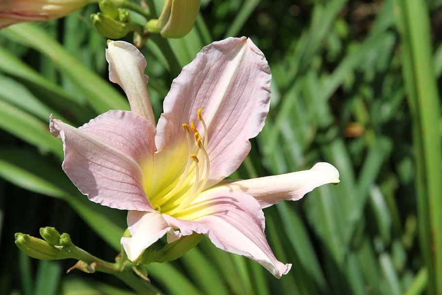 flower, pink, yellow, bloom, spring, garden, flowering plant HD wallpaper