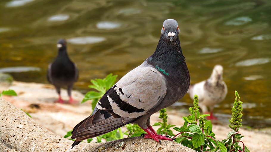 paloma, feathers, ave, pen, animals, nature, flight, peak, fauna HD wallpaper
