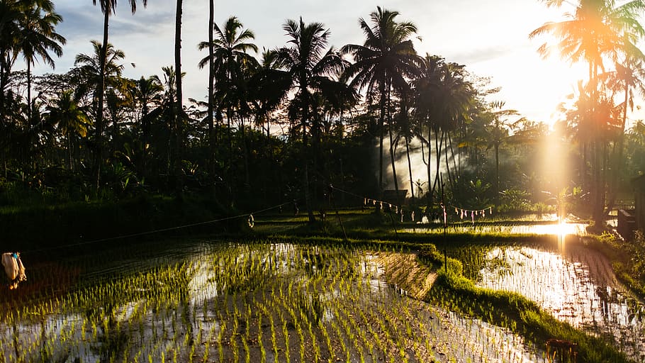 rice field and Coconut trees, water, plant, nature, tranquility HD wallpaper