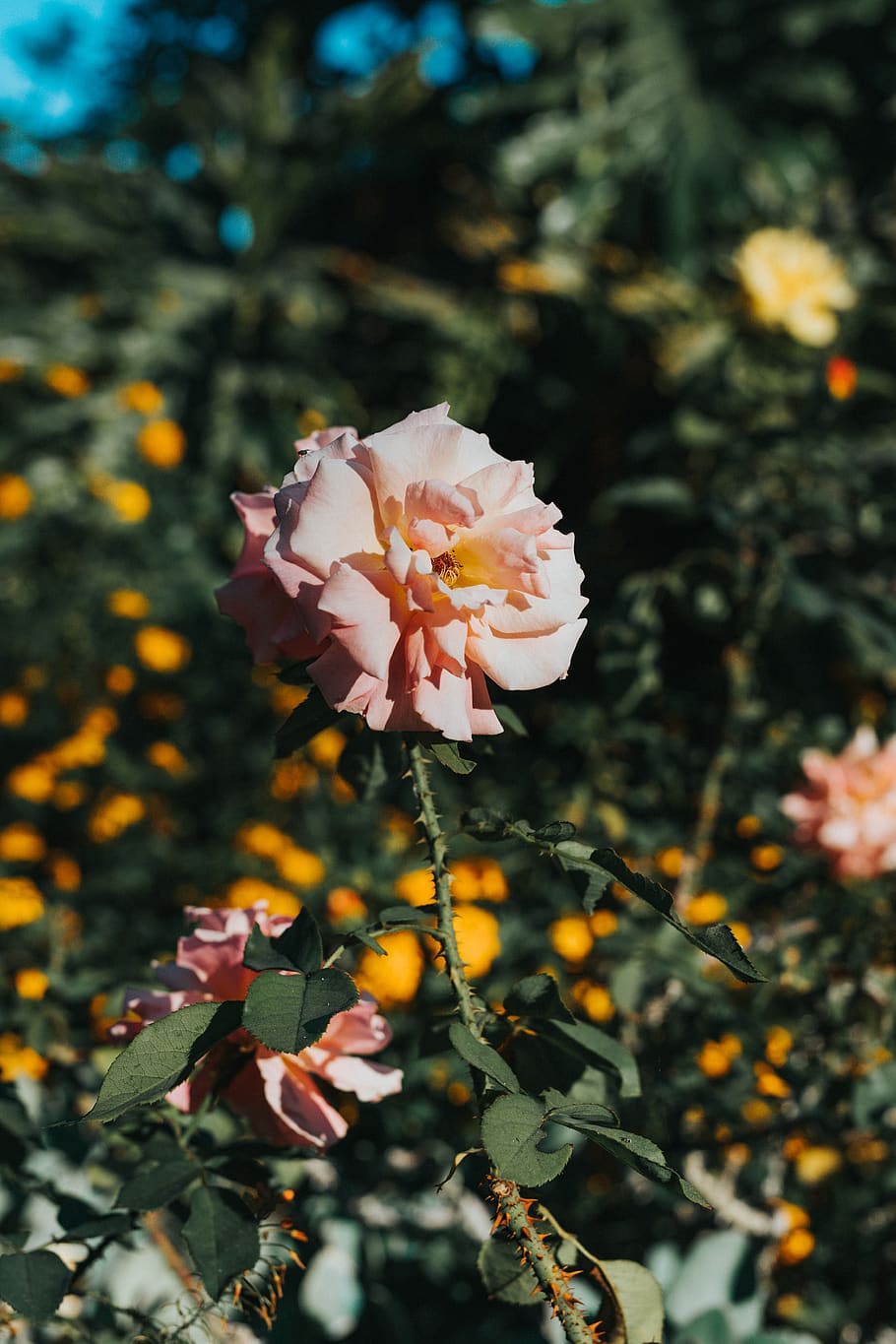 pink and yellow flowers, plant, flowering plant, beauty in nature HD wallpaper