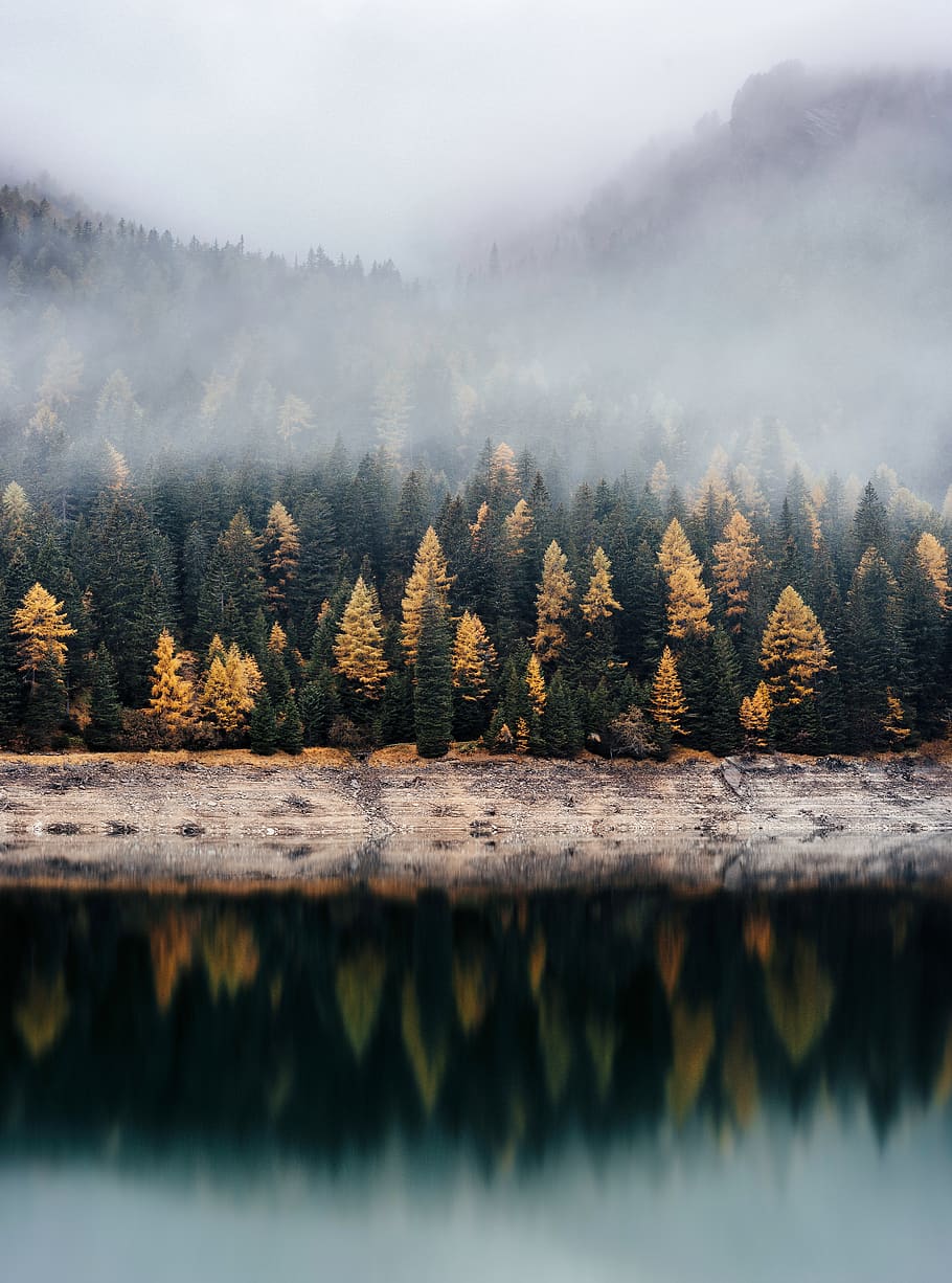 trees, plants, nature, forests, lake, water, reflection, autumn HD wallpaper