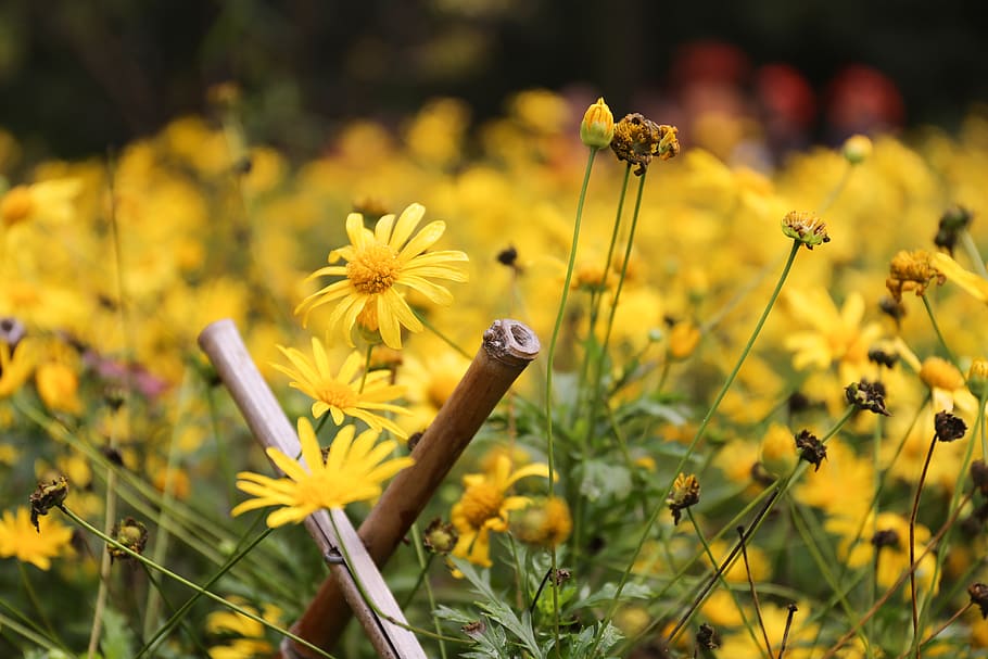 flower, flowering plant, fragility, yellow, freshness, vulnerability HD wallpaper