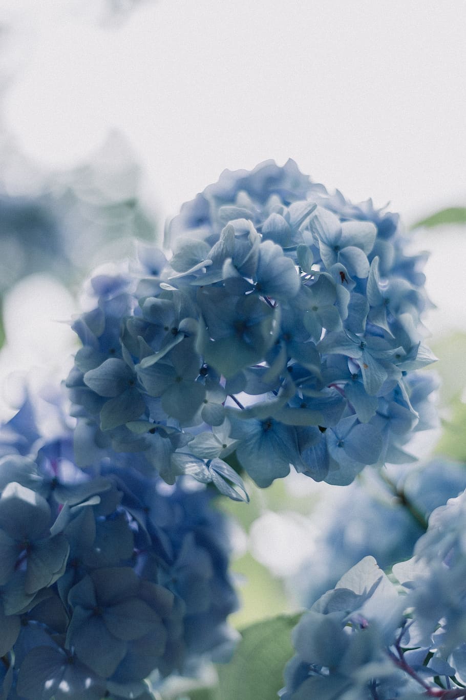 blue petaled flower, flowering plant, vulnerability, beauty in nature HD wallpaper