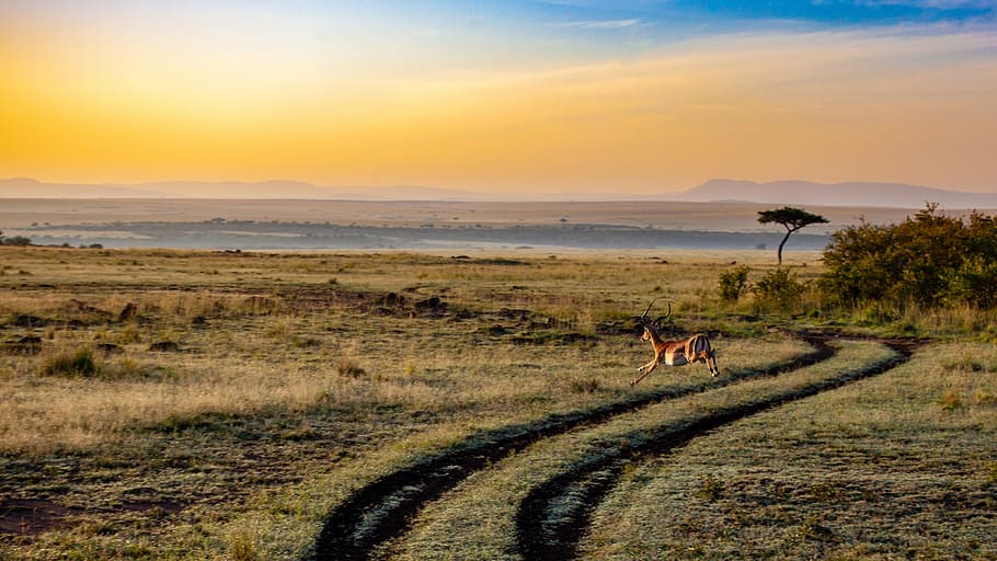 antelope, sunset, kenya, dusk, mammal, africa, landscape, safari HD wallpaper