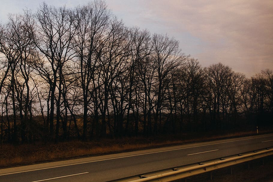 ukraine, myla, е40, movement, trees, fast, journey, road, plant HD wallpaper