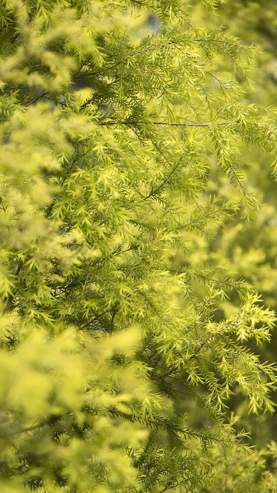 spring, the leaves, nature, grain, plant, green color, growth HD wallpaper