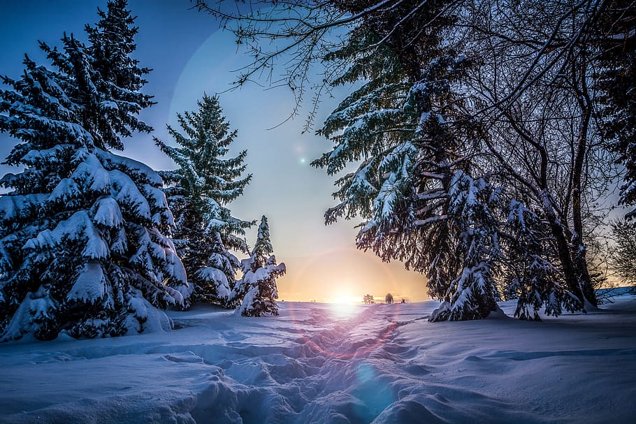 snow covered tree and pathway, sun, pine, walking, winter, weather HD wallpaper