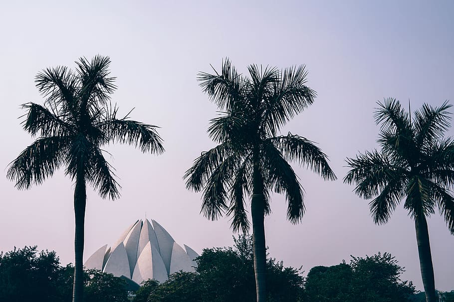 Silhouette Photography of Tree Coconut Trees, architecture, attraction HD wallpaper