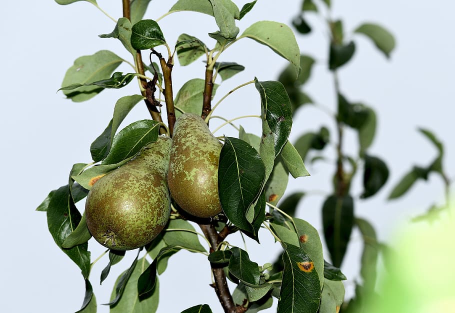 fruit, deciduous, pears, green, ripening, leaf, plant part HD wallpaper