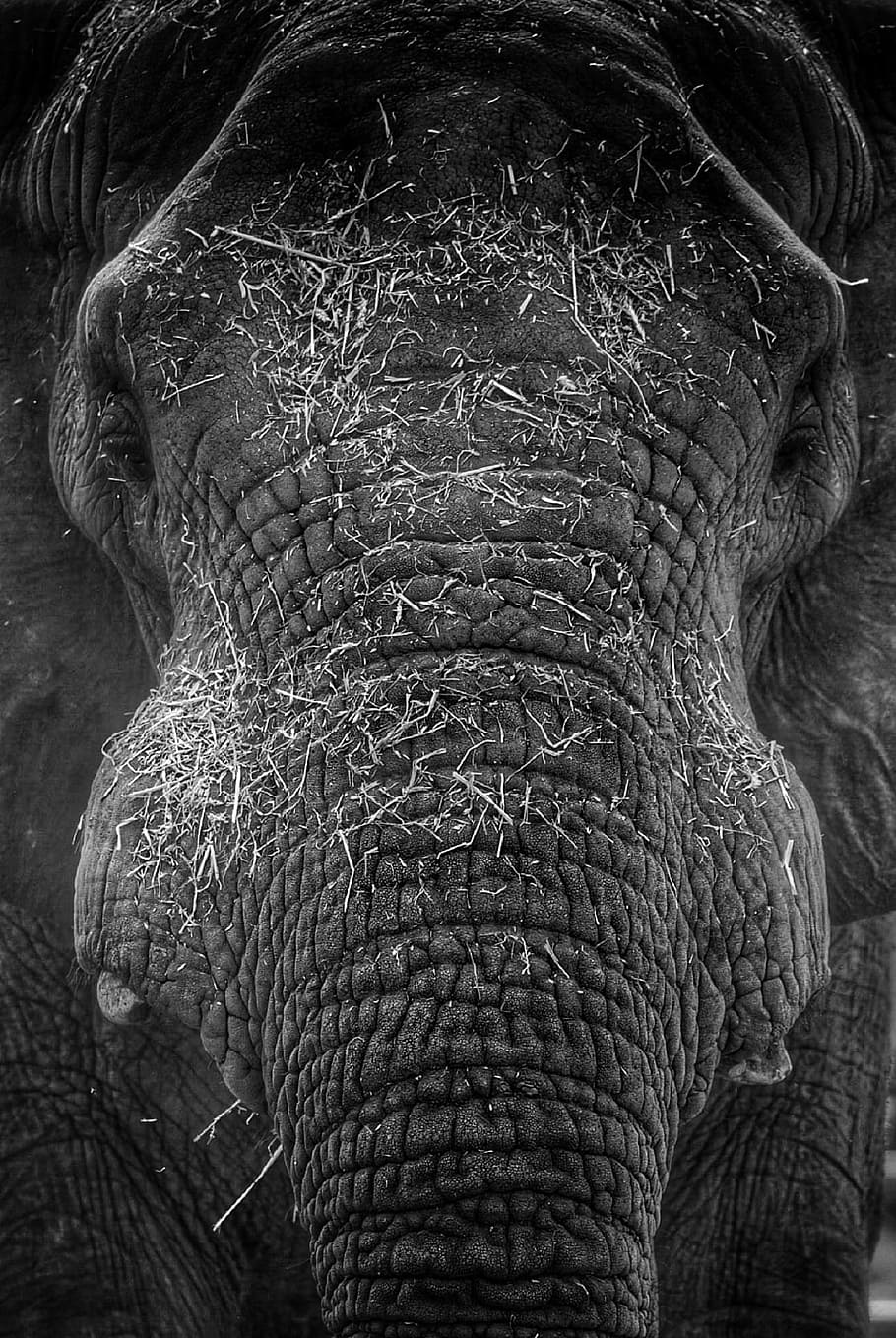 old, wild, elephant, animal, nature, jungle, zoo, one animal HD wallpaper