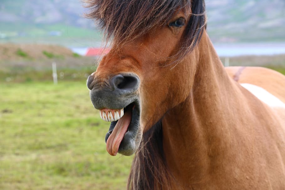 horse, nature, wild, iceland, head, animal, dom, beautiful HD wallpaper