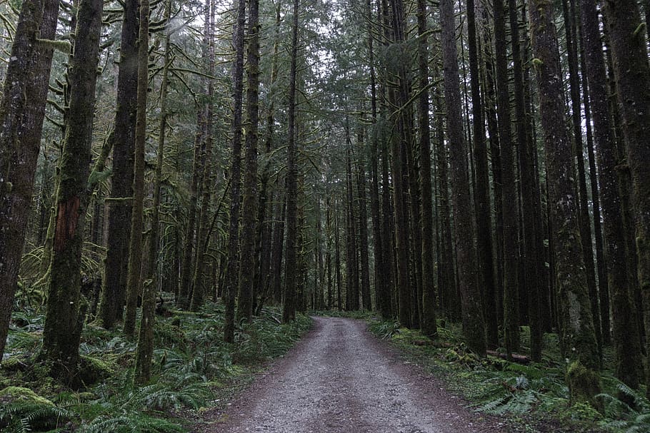 dirt road along trees, direction, the way forward, forest, plant HD wallpaper