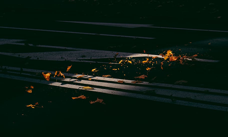 Withered Leaves, dry leaves, road, sunlight, burning, heat - temperature HD wallpaper