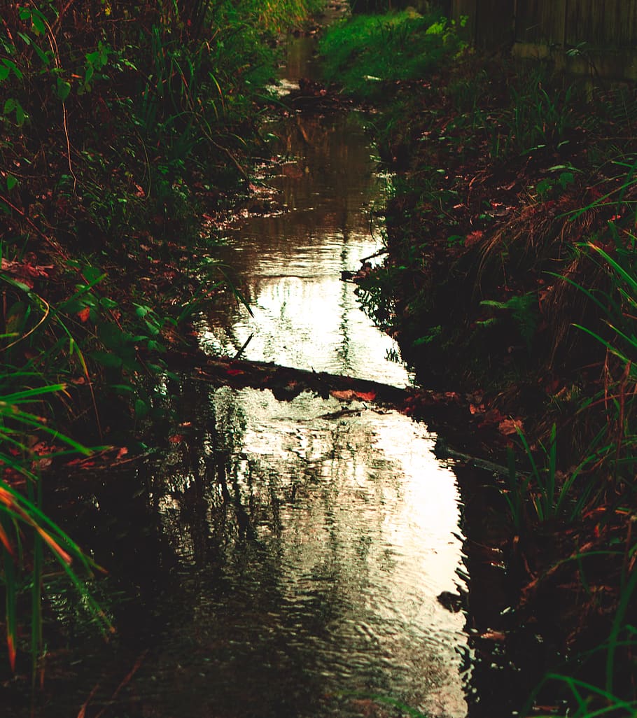 river, water, leaves, green, reflection, winter, cold, woods HD wallpaper