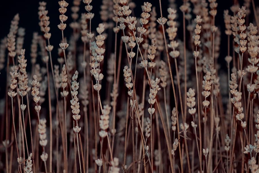 lavender, faded, dry, winter, nature, close up, brown, cold HD wallpaper