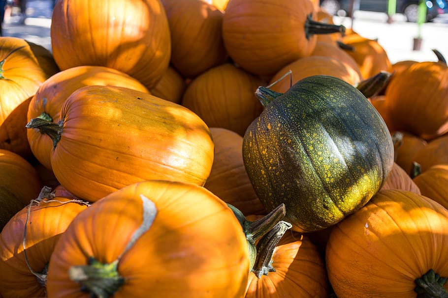 pumpkin lot, food, flora, produce, plant, vegetable, squash, human HD wallpaper