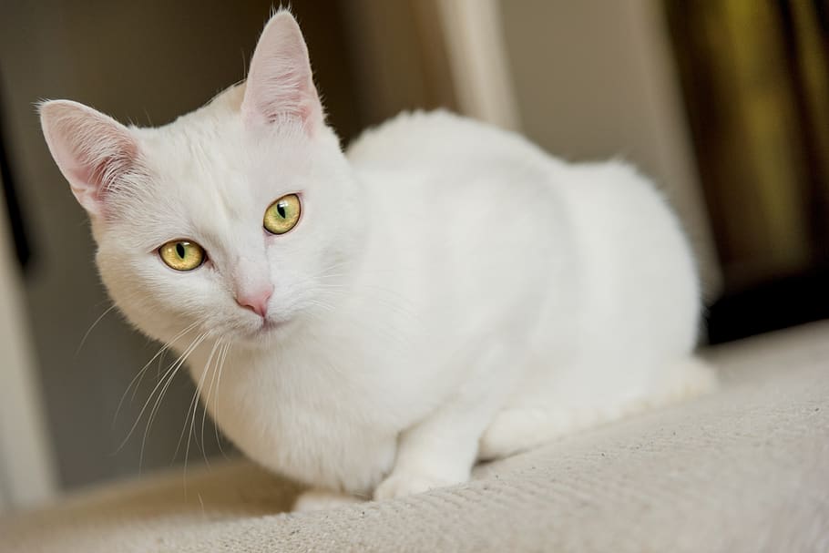 white cat, pet, kitten, domestic cat, eyes, close up, head HD wallpaper