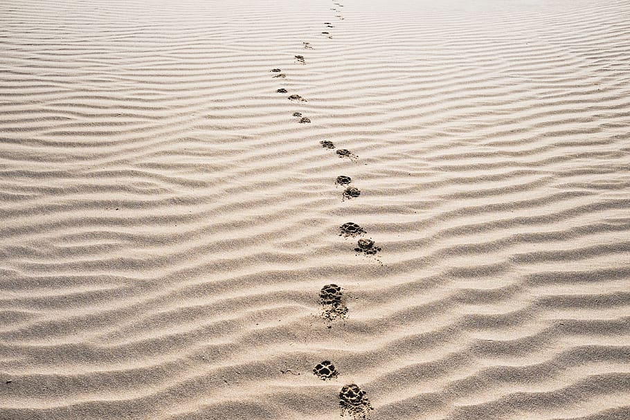 sand, footprints, beach, desert, landscape, pattern, wave pattern HD wallpaper