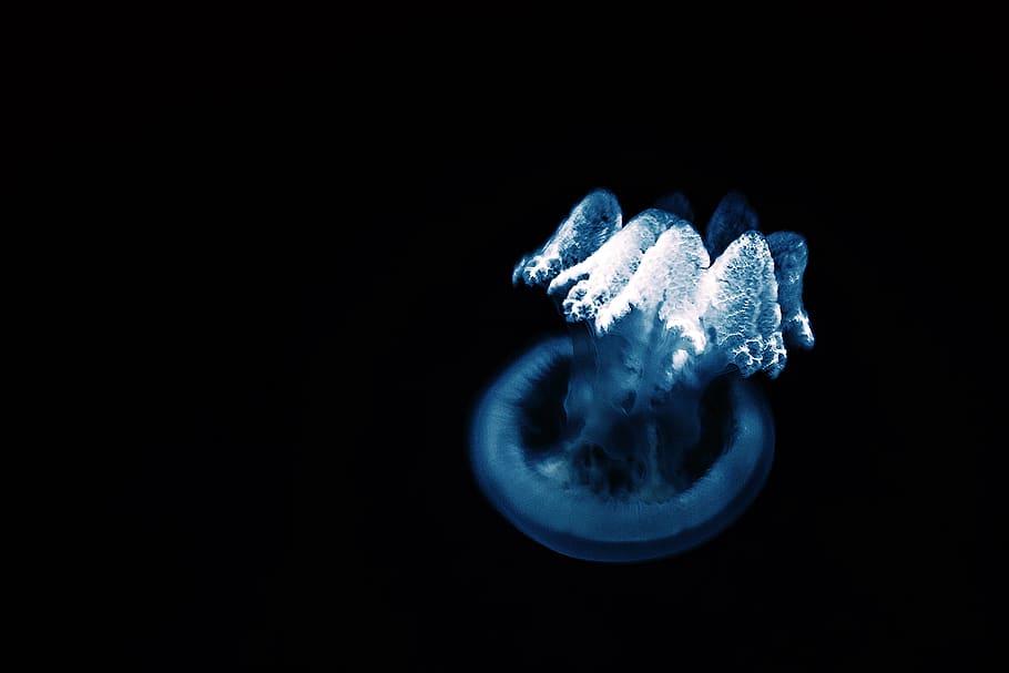 canada, toronto, blue, black, dark, underwater, aquarium, jellyfish HD wallpaper