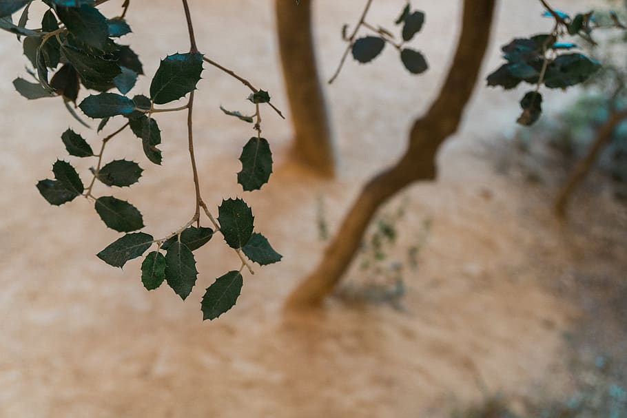 tree, leaves, blurry, bokeh, landscape, las medulas, leon, bierzo HD wallpaper