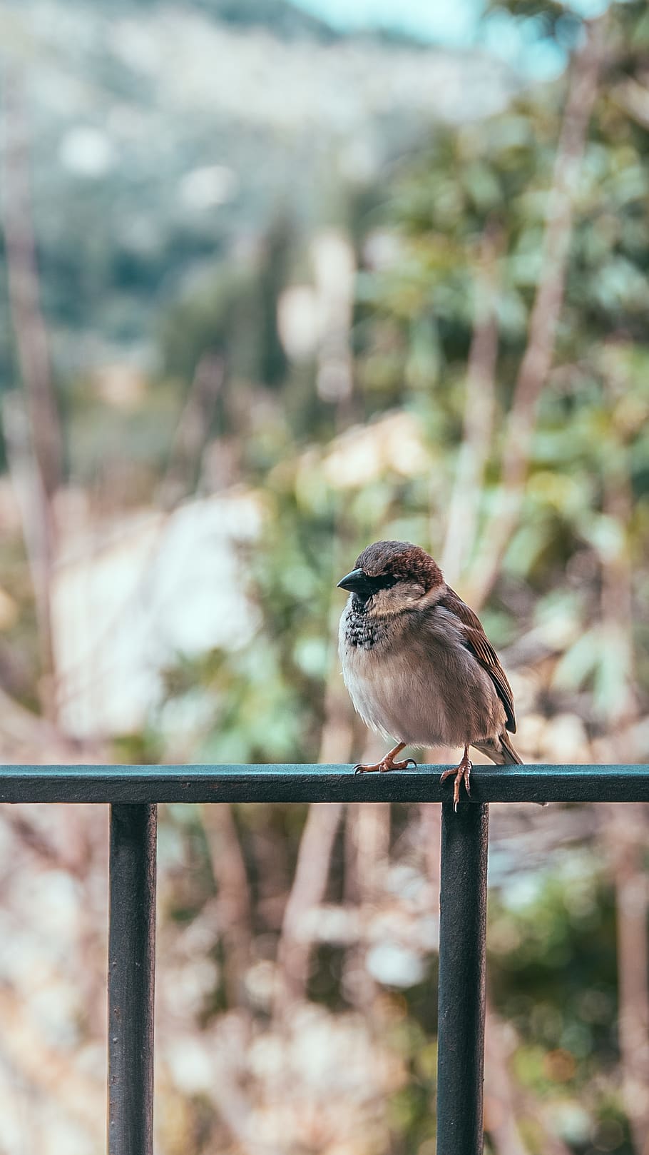brown bird perching on fence, animal, sparrow, mallorca, spain HD wallpaper