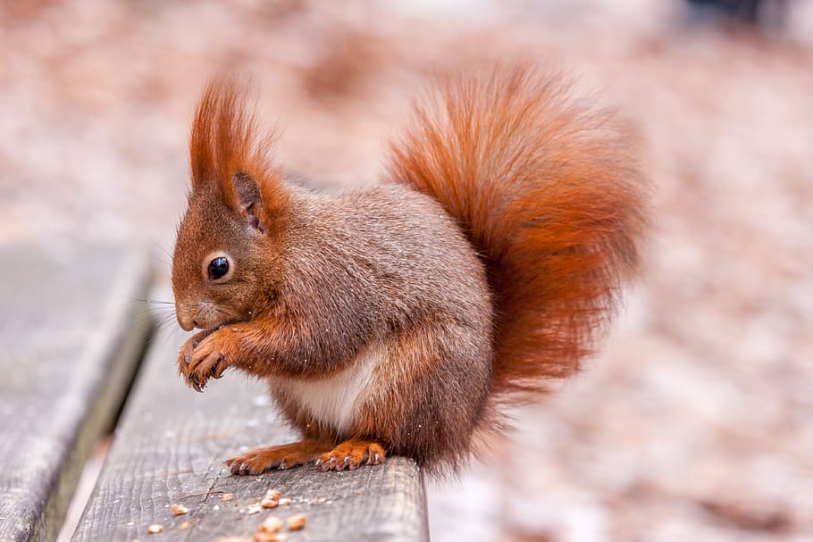 brown squirrel, animal, rodent, mammal, czech republic, eating HD wallpaper