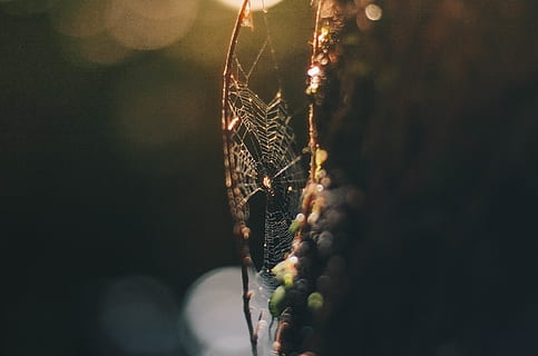 spider, web, light, halo, stick, forest, mythical, fantasy HD wallpaper