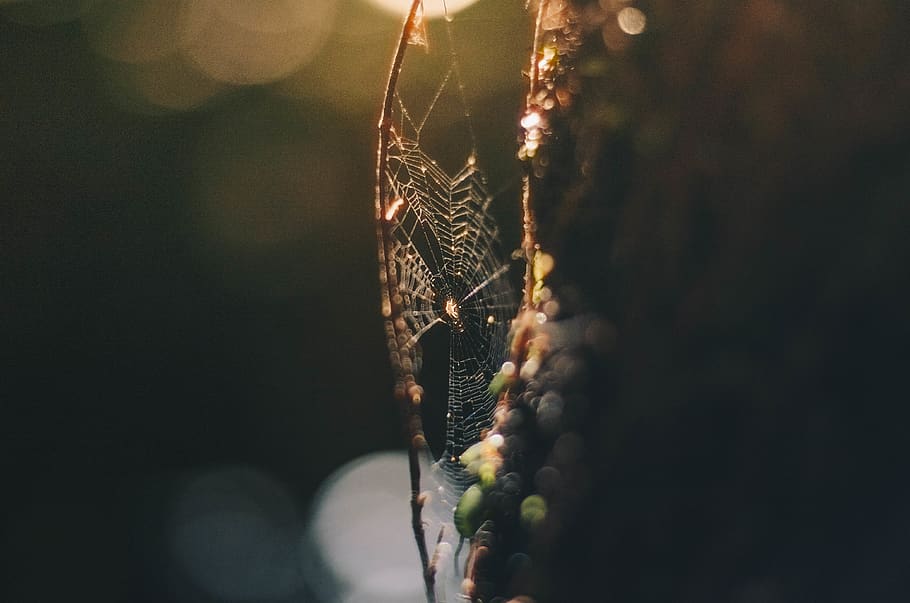spider, web, light, halo, stick, forest, mythical, fantasy HD wallpaper