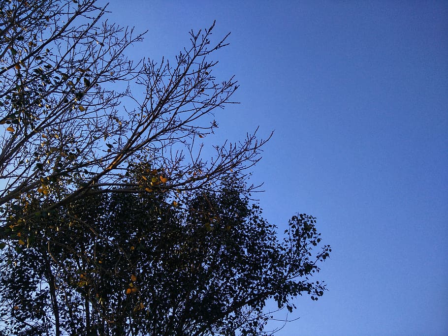 tree, plant, sky, branch, no people, beauty in nature, low angle view HD wallpaper