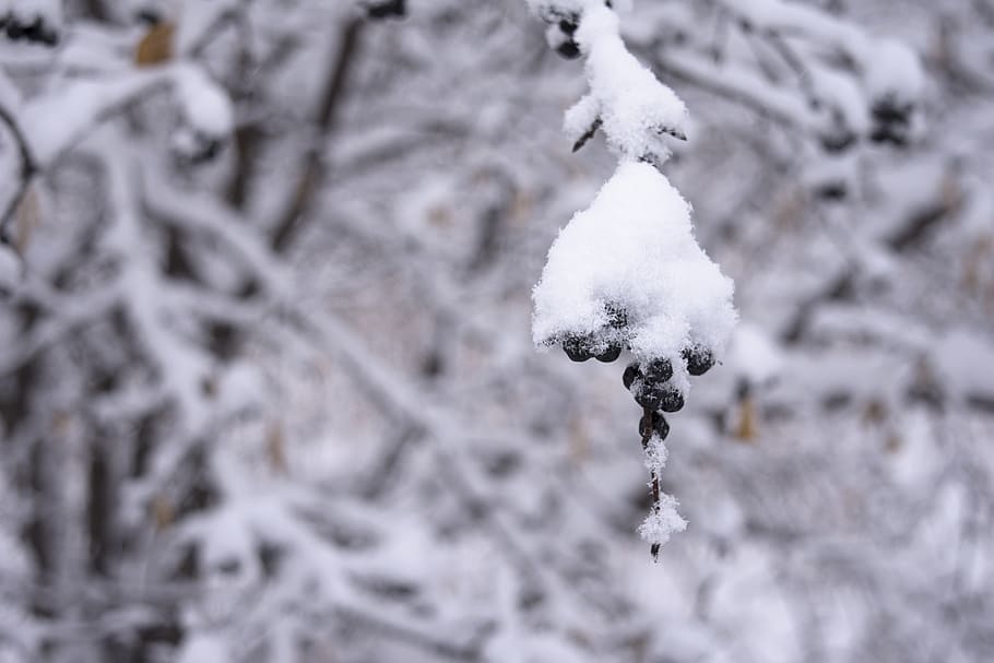 winter, snow, berries, woods, cold temperature, frozen, focus on foreground HD wallpaper