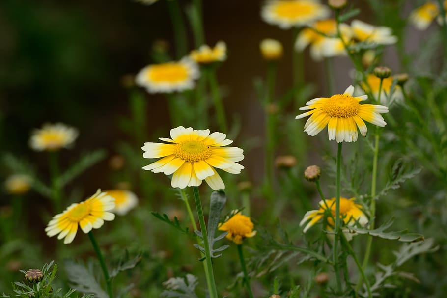 flower, background, garden, yellow, flowering plant, freshness HD wallpaper