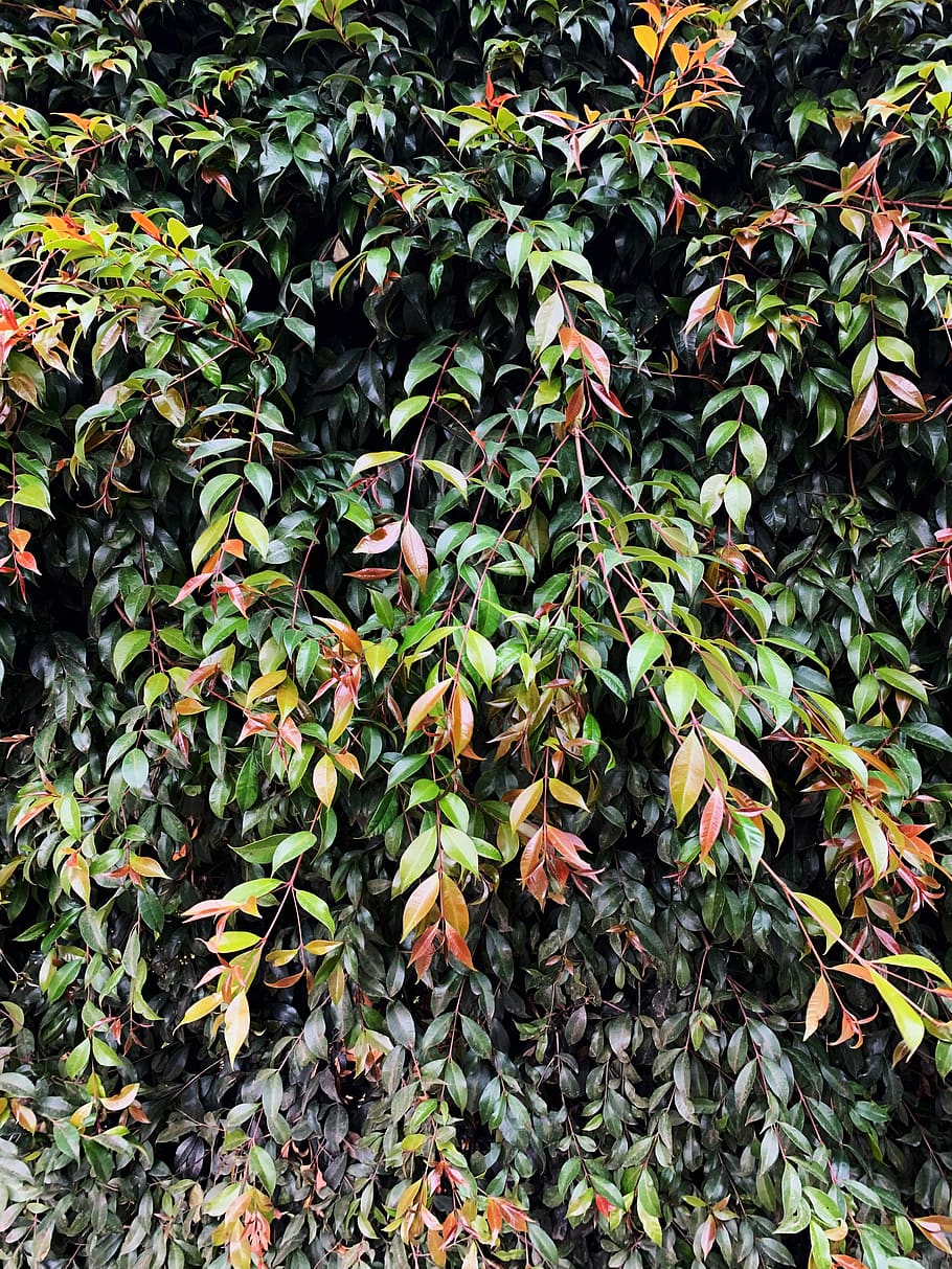 plant, bush, leaf, vegetation, tree, colombia, chía, a 10a-122 HD wallpaper