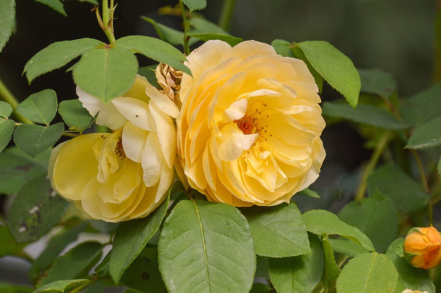 flower, leaf, flora, nature, garden, summer, rose, beautiful HD wallpaper