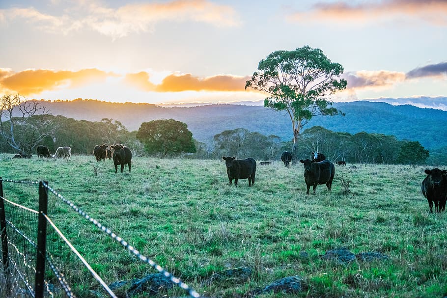 cattle, sunset, grasslands, cows, mammal, animal, animal themes HD wallpaper