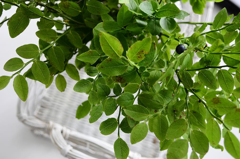 Green Leafed Plant, environment, flora, freshness, green leaves HD wallpaper