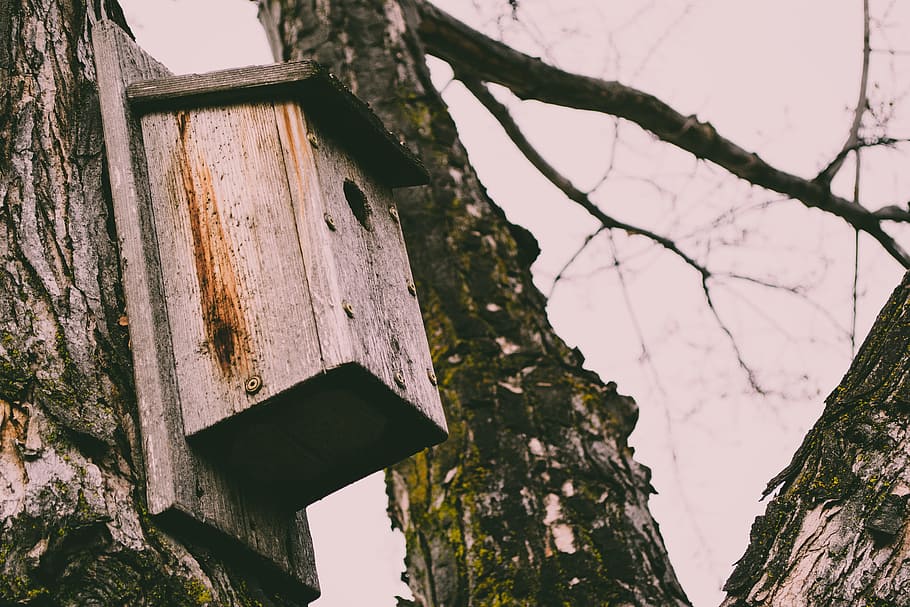 Brown Wooden Bird House on Tree, architecture, autumn, bark, branch HD wallpaper
