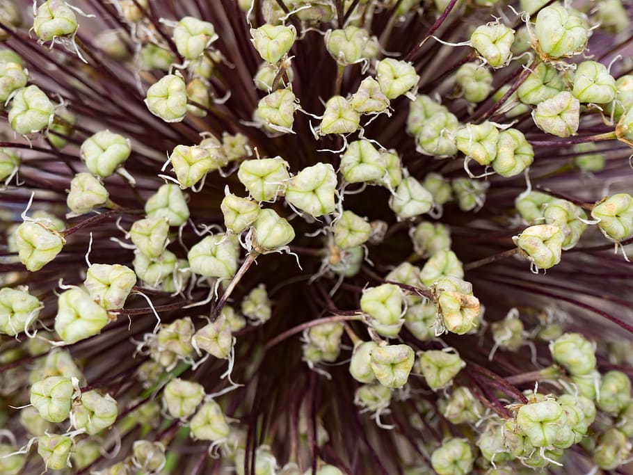 Plant Pattern, Abstract, Macro, Nature, black, brown, repetition HD wallpaper