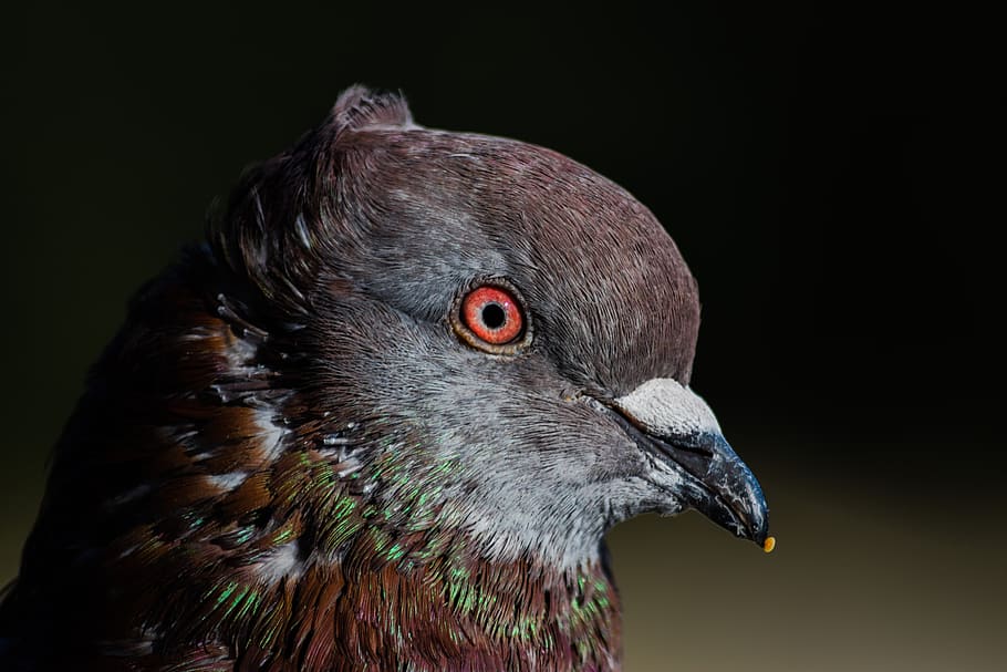 pigeon, bird, head, eye, close up, nature, animal, outdoors HD wallpaper