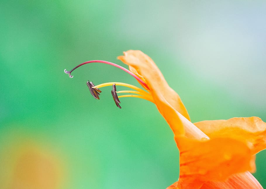 flower, macro, wallpaper, nature, botanical, plant, background HD wallpaper
